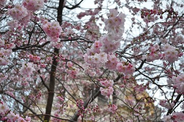 St. Paul at spring
