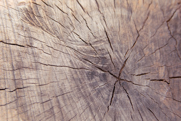 Tree trunk stump texture background top view. tree stump crack background