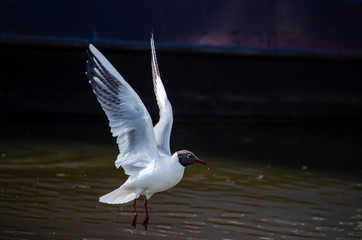 seagull in flight
