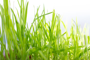 fresh green grass bakground. 