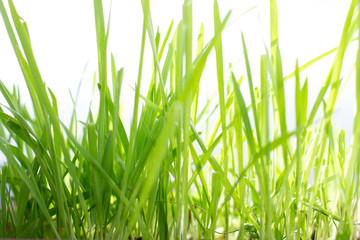 Close up of fresh thick grass. morning