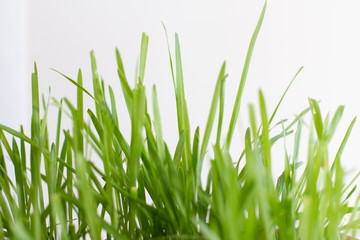 green grass background. Green grass meadow in sunny morning