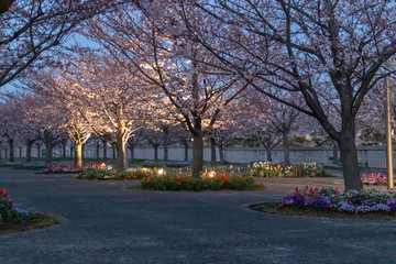 桜のライトアップ　千葉県習志野市　さくら広場
