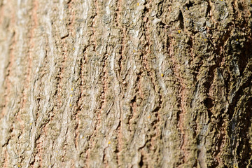 Tree bark lit by sun texture and background