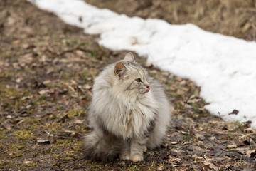 cat with tongue licking