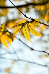 Golden yellow autumn theme