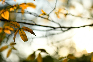 Golden yellow autumn theme