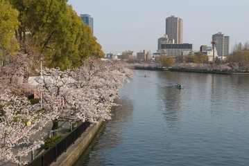 Fototapeta premium 桜のある風景