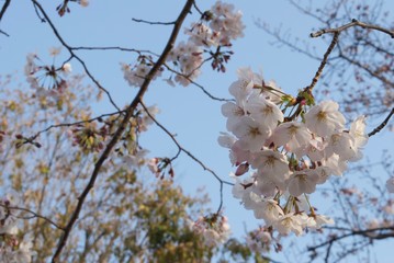 桜の花びら