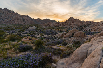 Joshua Tree National Park scenery at sunset
