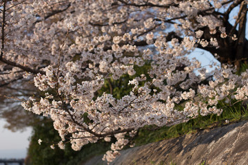 Cherry blossoms on the streets of Kyoto during the Hanami for backgrounds