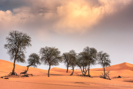 Ghaf trees and pristine red sand dunes against a blue sky in the Arabian desert.