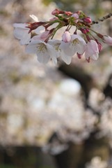 桜の花びら