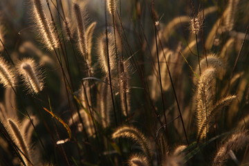 the world of weed grass