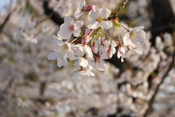 桜の花びら