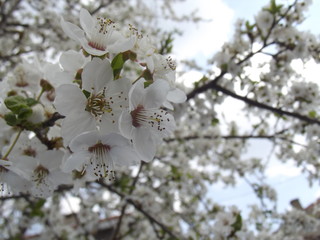 spring