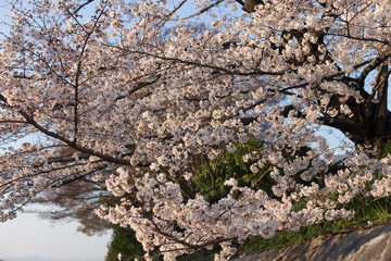 Cherry blossoms on the streets of Kyoto during the Hanami for backgrounds