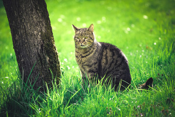 Domestic cat on green grass lit with yellowish afternoon sun