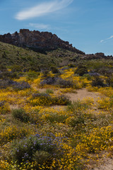 Fototapeta na wymiar Desert wildflowers blooming in Joshua Tree National Park