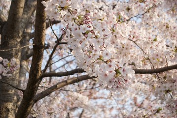 桜の