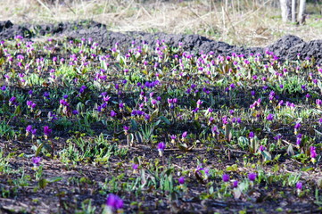 Naklejka premium SONY DSC