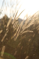 the world of weed grass