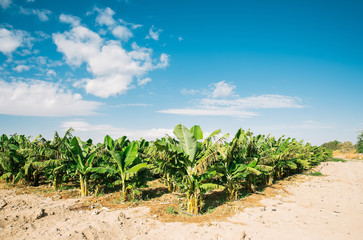 Fototapeta na wymiar Banana fields in Jordan valley