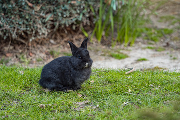 close up of a cute black bunny sitting on green grass ground besides bushes in the park