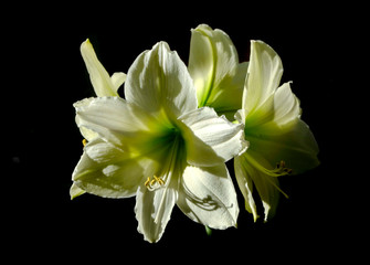 Lily lilium white