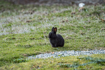 Fototapeta premium cute black bunny sitting on green grass ground in the shade