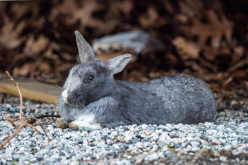 cute grey rabbit laying on the ground with ears pointing at two directions in the shade looking at you