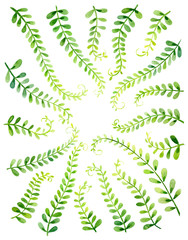watercolor illustration of natural pattern with green branches on white backgroung