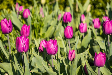 pink tulip flower field in the park with green bushes background under the sun