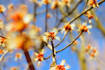 yellow flowers in spring