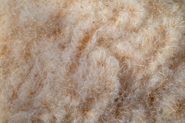 fluffy texture of fluff bulrush