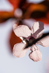 Fototapeta na wymiar close up of a cherry flower with sun back lit its back