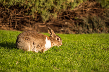 one brown rabbit with white neck hair eating on green grass field in the park under the sun