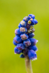 close up of one beautiful purple grape hyacinth flower with creamy green background