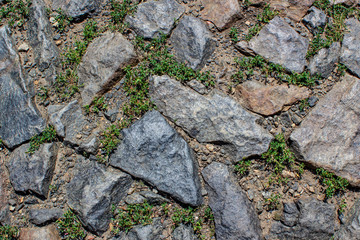 Old cobblestone pavement with sprouted grass