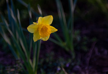 Daffodil with dark background