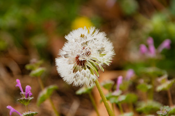 Dandelion closeup with colorful bokeh background