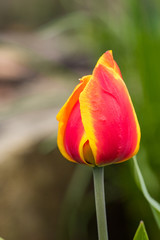 close up of one tulip flower with yellow edges on the red petals