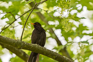 thrush black sits on a branch in a tree crown