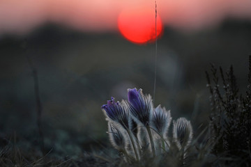 Evening sun Pasqueflowers