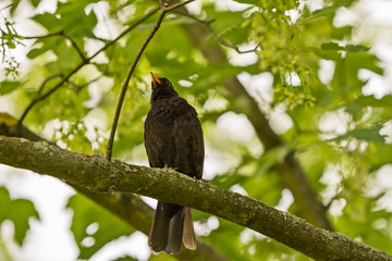 thrush black sits on a branch in a tree crown