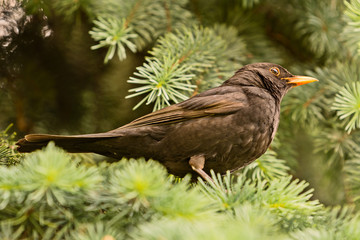 thrush black sits on a branch in a tree crown