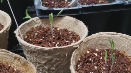 Close up of extra germinated tomato growing in small decomposing paper pot being trimmed using scissors leaving one best plant for future transplant.