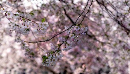 pink refinement of sakura