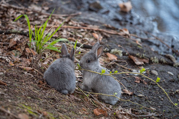 two cute grey bunnies eating the leaves on a tiny branch while sit near to each other near the water puddle in the park