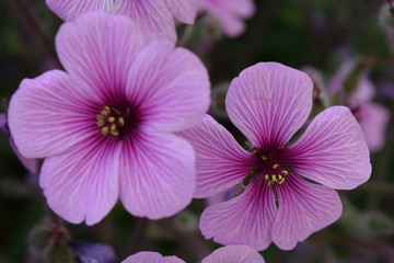 Obraz premium lovely